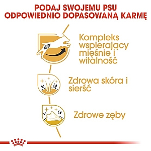 Royal Canin Jack Russell Terrier Adult karma sucha dla psów dorosłych rasy jack russell terrier 1,5kg