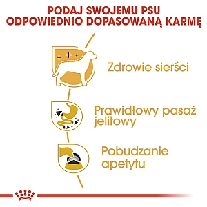 Royal Canin Chihuahua Adult karma mokra – pasztet, dla psów dorosłych rasy chihuahua saszetka 85g