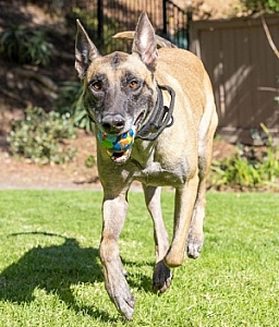 Chuckit! Eco Fetch Ball Large [37165]