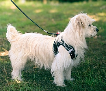 Zolux Szelki oddychające z siatki XL czarne
