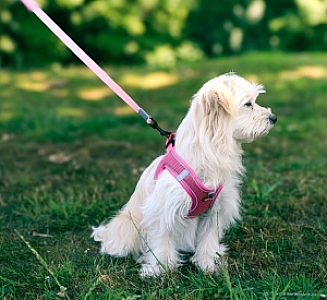 Zolux Szelki oddychające z siatki L różowe