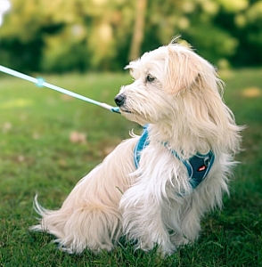 Zolux Szelki oddychające z siatki S granatowe