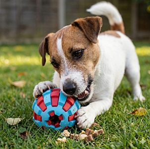 Zolux Zabawka na przysmaki do aportowania piłka 6cm