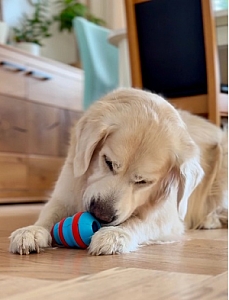 Zolux Zabawka na przysmaki gryzak stożek 10cm