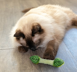 Petstages Miętowa strzała PS335