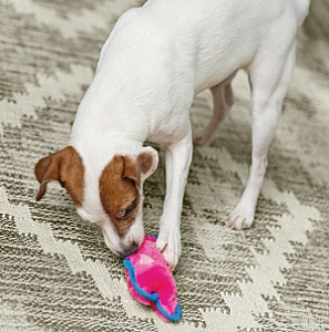 Outward Hound Invincibles Minis Pig [32013]