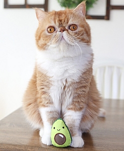 Petstages Lil' Avocato dla kota [PS67840]