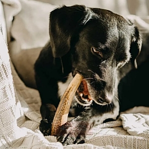 4DOGS Gryzak z poroża XXL hard