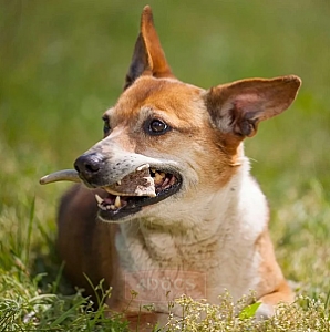 4DOGS Gryzak z poroża XS hard