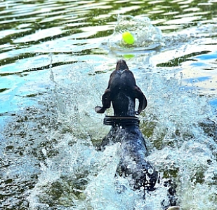 Dingo Zabawka dla psa - Piłka świecąca Play & Glow 14x8cm