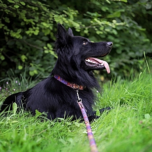 Dingo Obroża regulowana America Indiana 2,0cm/45cm