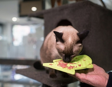 LickiMat Classic Felix Rybka fale miękka zielona