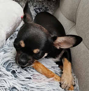 4DOGS Gryzak z drzewa kawowego M