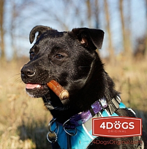 4DOGS Gryzak z penisa wołowego M