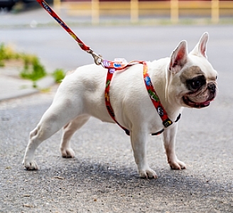 Matteo Szelki Guard 30mm graffiti czerwone