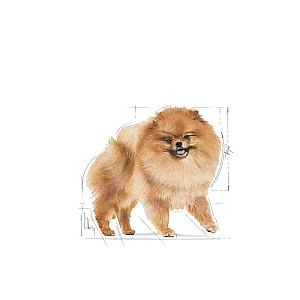 Royal Canin Pomeranian Adult karma mokra dla psów dorosłych rasy szpic miniaturowy, pasztet saszetka 85g