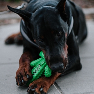 Dingo Zabawka dla psa - Twarda guma TPR - Kaktus 15cm