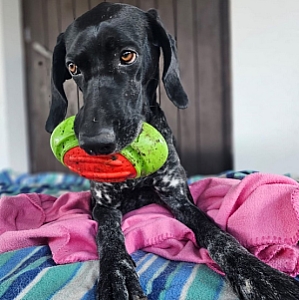 Dingo Zabawka dla psa - Guma TPR - Rugby Dent 17cm