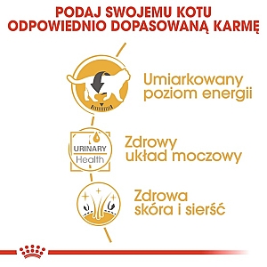 Royal Canin British Shorthair karma mokra w sosie dla kotów dorosłych rasy brytyjski krótkowłosy saszetka 85g