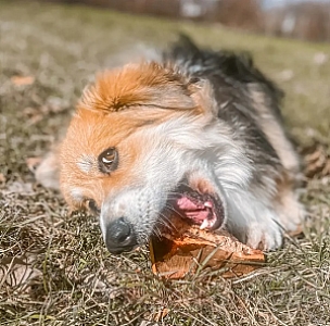 4DOGS Gryzak z korzenia drzewa wrzosowego XL