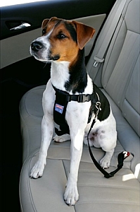 Zolux Szelki bezpieczeństwa dla psów rozmiar M [403325]