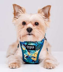 CHABA Szelki Guard Comfort Story III bezuciskowe M 1,6cm Carnival