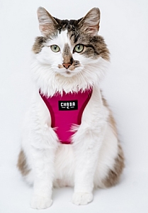 CHABA Szelki Guard Comfort Classic M fuksja