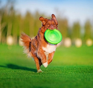 Collar Flyber Latający spodek 22cm jasnozielony