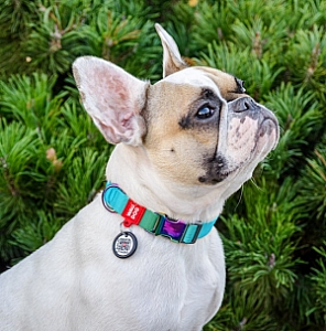 Collar WauDog Recycled Obroża nylonowa z QR-paszportem, gradient M 20mm x 28-40cm niebieski