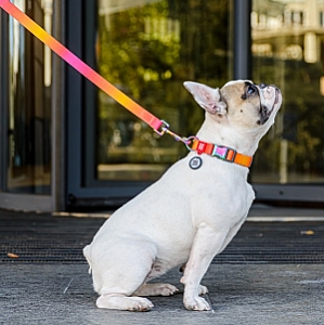 Collar WauDog Recycled Obroża nylonowa z QR-paszportem, gradient M 20mm x 28-40cm pomarańczowy