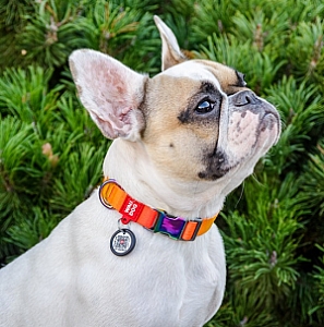 Collar WauDog Recycled Obroża nylonowa z QR-paszportem, gradient S 15mm x 25-35cm pomarańczowy