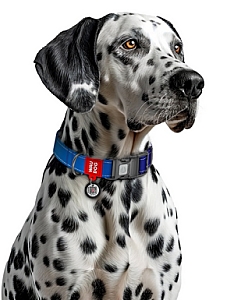 Collar WauDog Nylon Mono Obroża nylonowa odblaskowa z QR-paszportem, plastikowy fastex, L 25mm/33-49cm niebieska