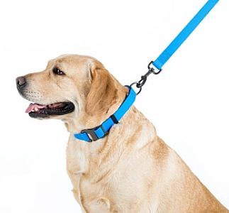 Collar Waterproof Smycz wodoodporna L-XXL 25mm/183cm niebieska