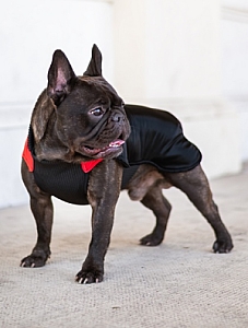 Chaba Ubranko regulowane Wear Magnifique M czerwone