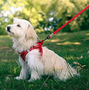 Zolux Szelki oddychające z siatki L czerwone