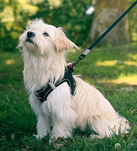 Zolux Szelki oddychające z siatki XS czarne