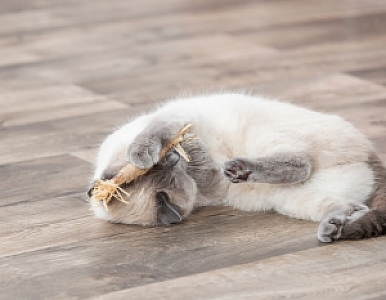 Trixie Patyk Matatabi z frędzlami 24cm [TX-42435]