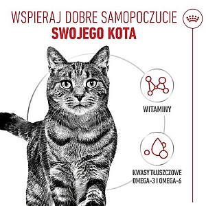 Royal Canin Hair & Skin Care karma mokra w galaretce dla kotów dorosłych, lśniąca sierść i zdrowa skóra saszetka 85g
