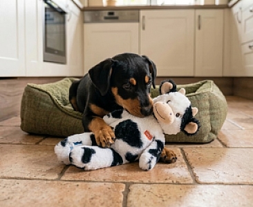 Zolux Zabawka pluszowa Furry Farm Krowa Isache 33cm