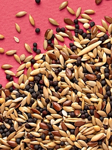 Rio Pokarm dla kanarków w okresie pierzenia 500g