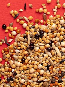 Rio Pokarm dla ptaków egzotycznych 500g